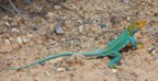 Another lizard we saw on the hike out